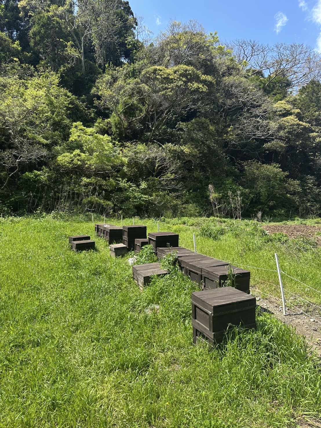 養蜂風景1