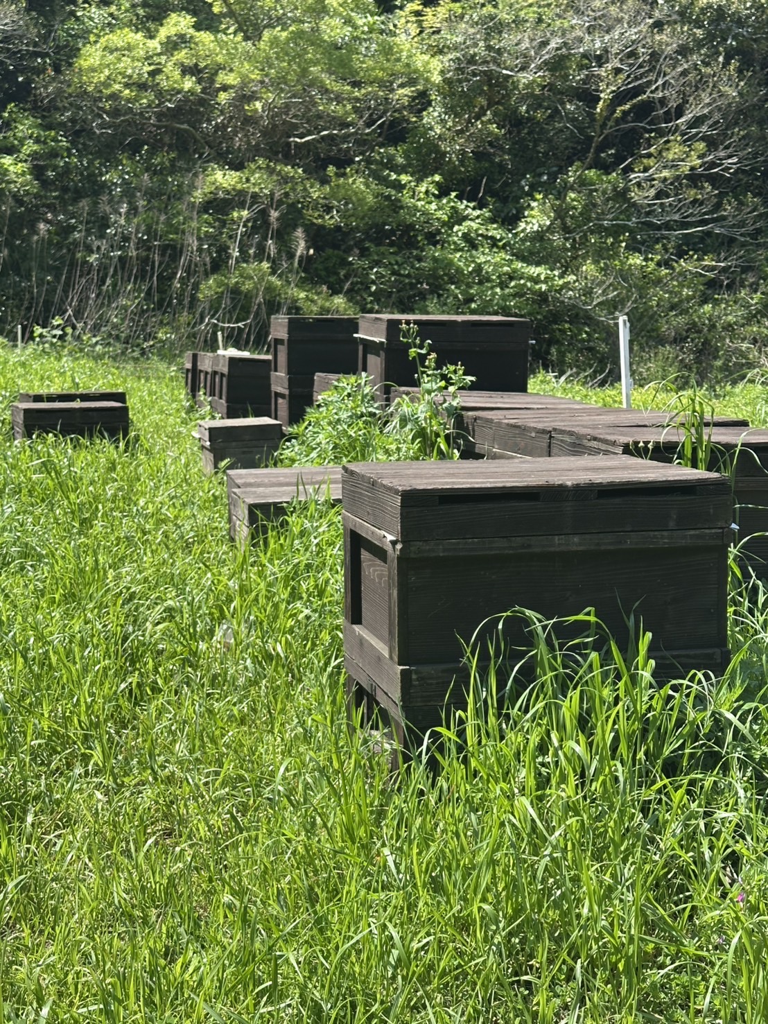 養蜂風景2